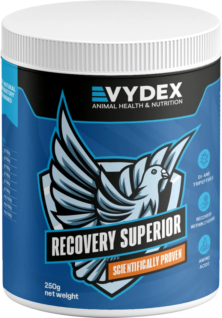 بروتين التعافي خلال 60 دقيقه